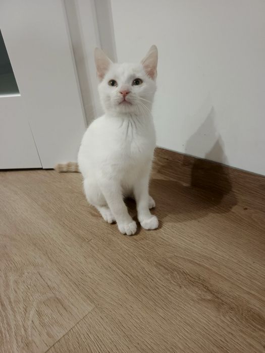 Uroczy 12 tygodniowy kocurek szuka domu