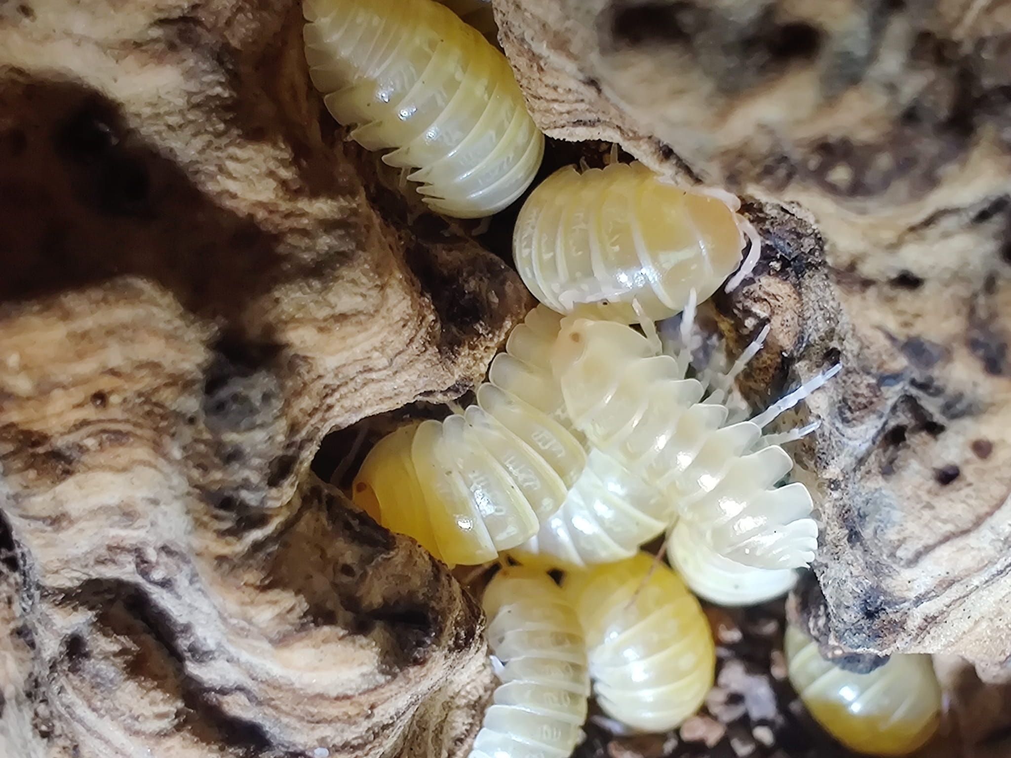 Armadillidium vulgare albino t+ japan Isopody 10 szt