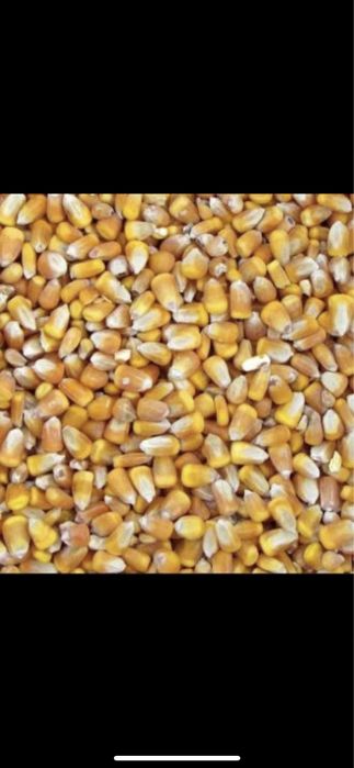 Kukurdza paszowa sucha ziarno opał pasza