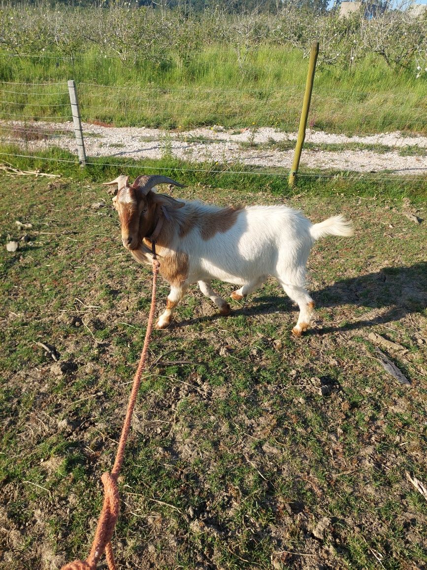 Bode  raça  Boer