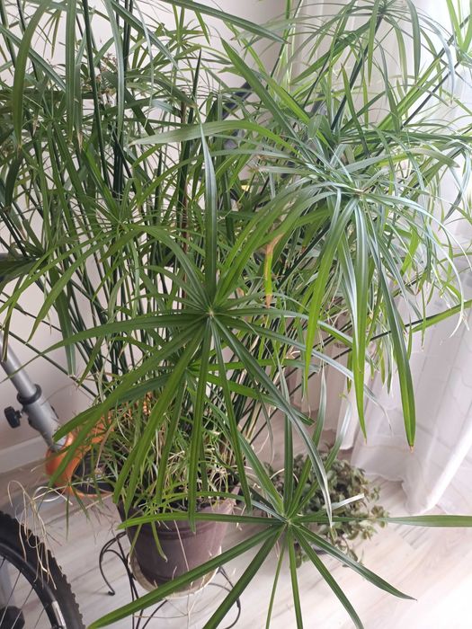 Duży piękny papirus.