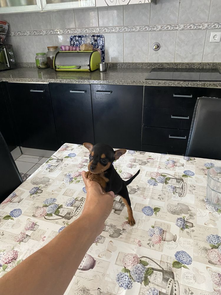 Pincher miniatura com dois meses