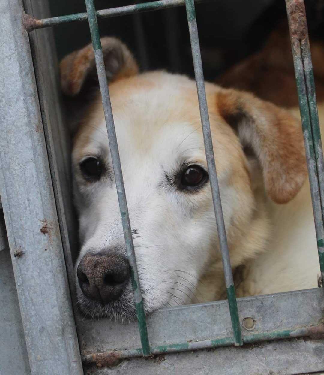 FILETE (Fêmea, 8 Anos) Para Adopção