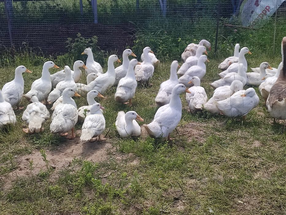 Kaczki Pekin tuszki/żywe perliczki, ZAPRASZAM