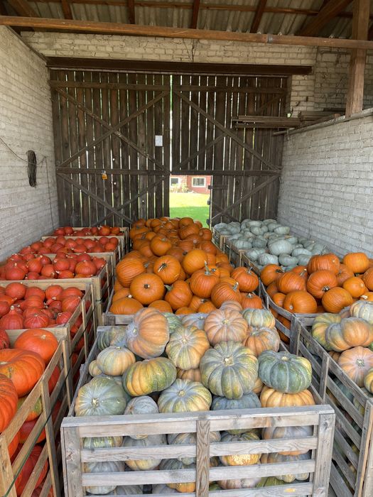 Dynie Hokkaido Muscat Nelson Makaronowa Halloween Warszawa Wilanów