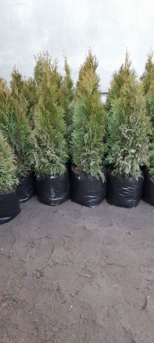 Tuje szmaragd braban