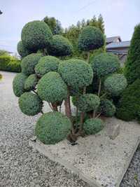 Bonsai Jałowiec 230cm