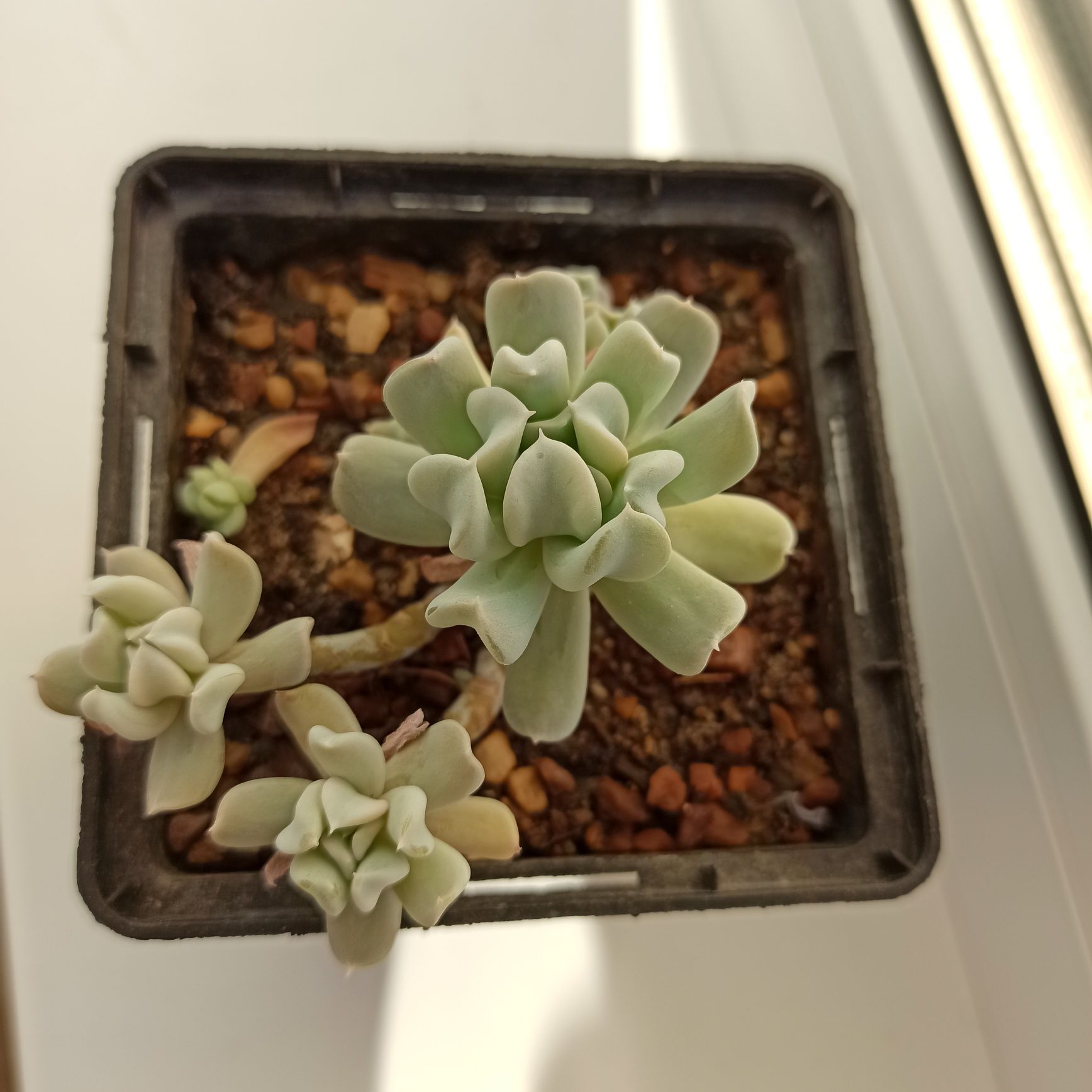 Сукулент Echeveria Topsy Turvy
