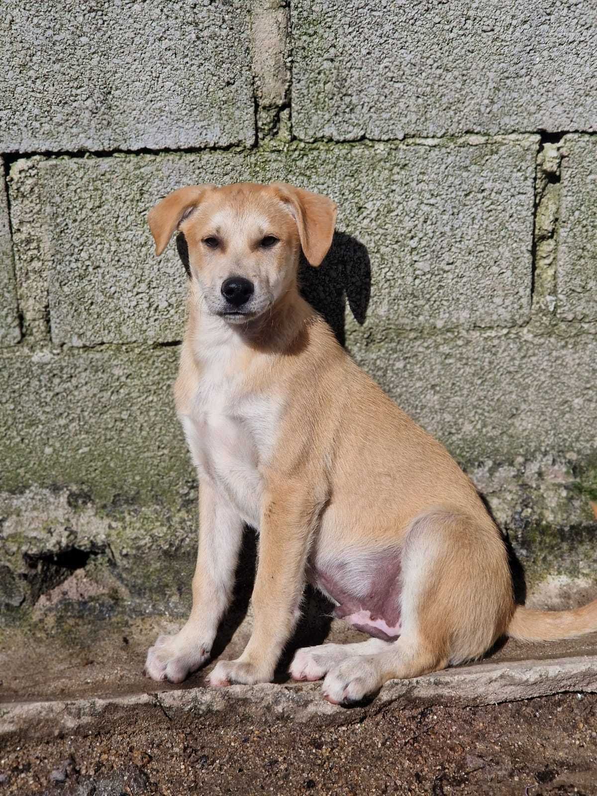 MANCHINHAS - Cãozinho muito jovem para Adoção!