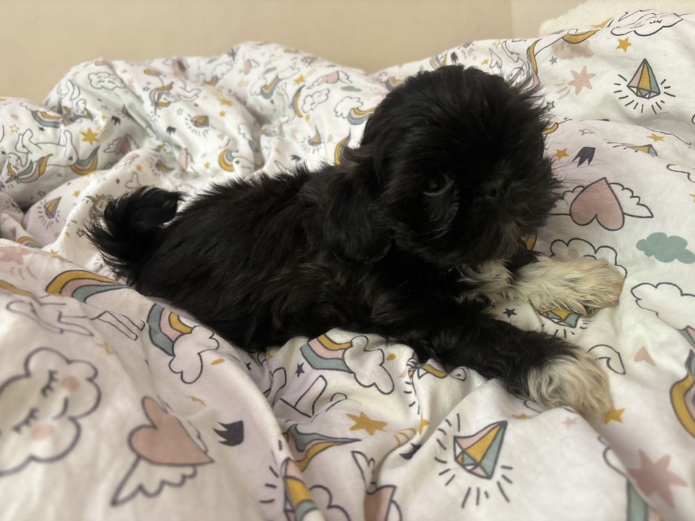 Piesek czarny shih tzu