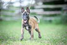 Owczarek Belgijski Malinois Pies FCI ZKwP