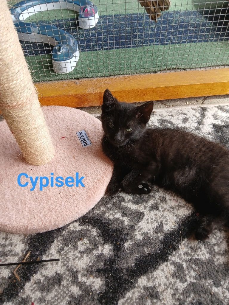 Malutkie kociaki czekają na domy w schronisku