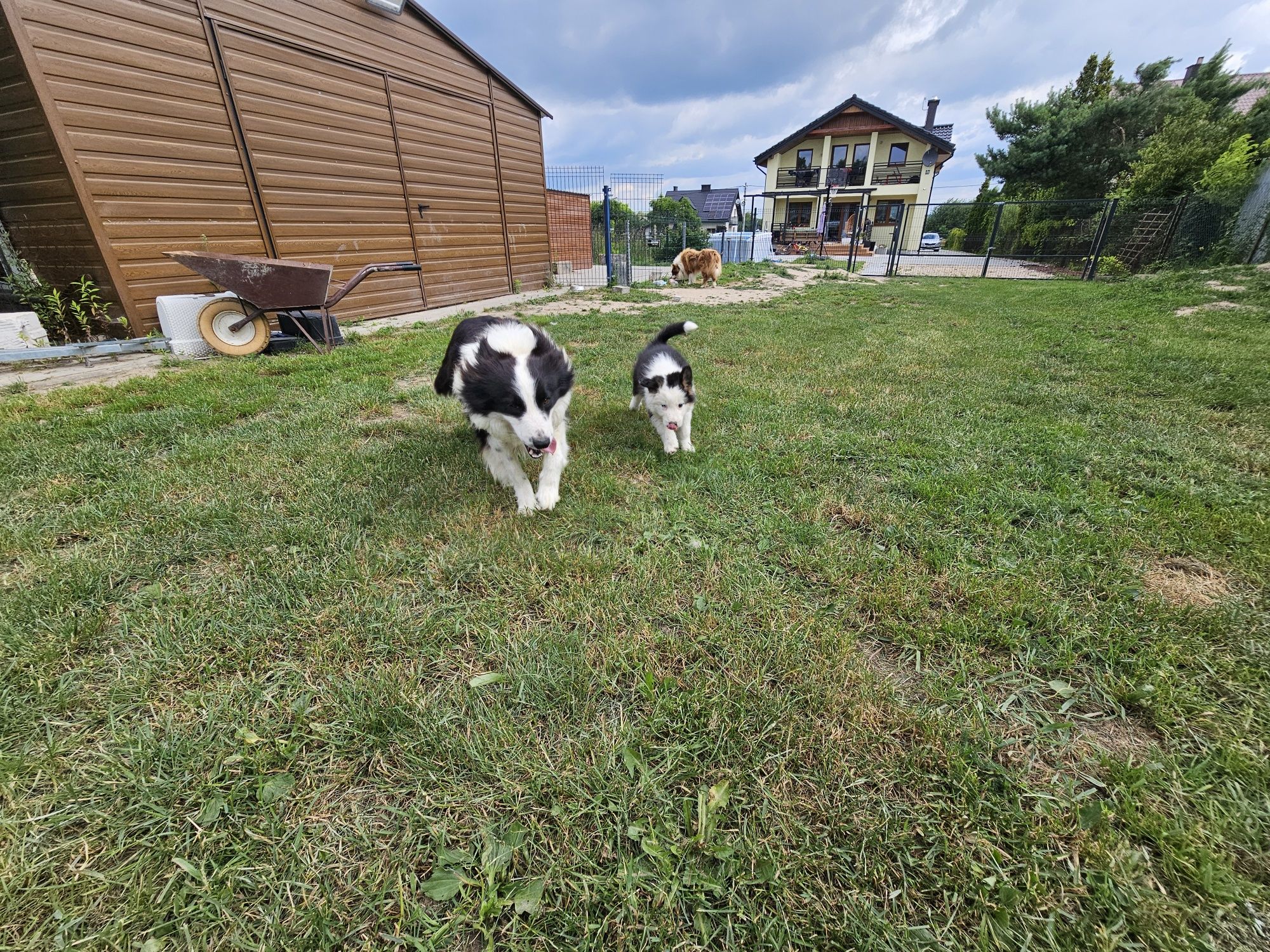 Szczeniaki Border Collie