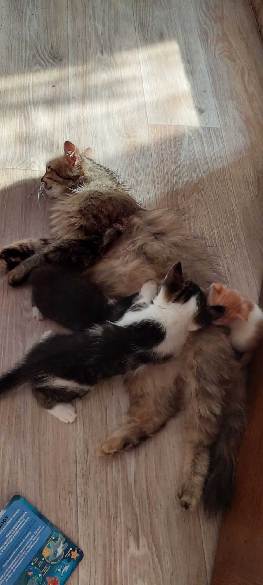 Кошенята в добрі руки