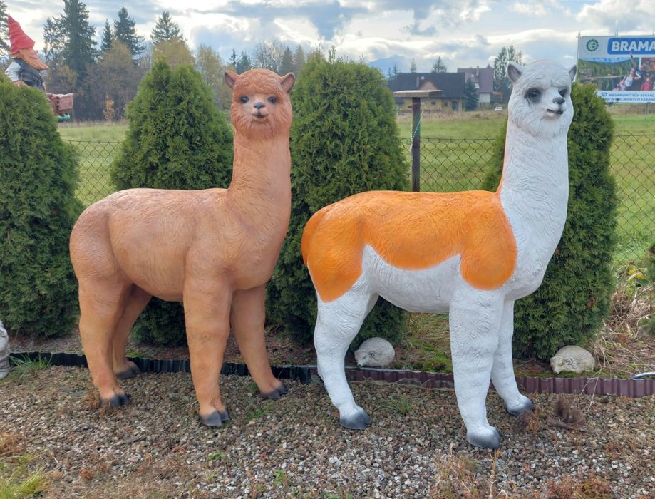 Dwie alpaki 160x120 cm