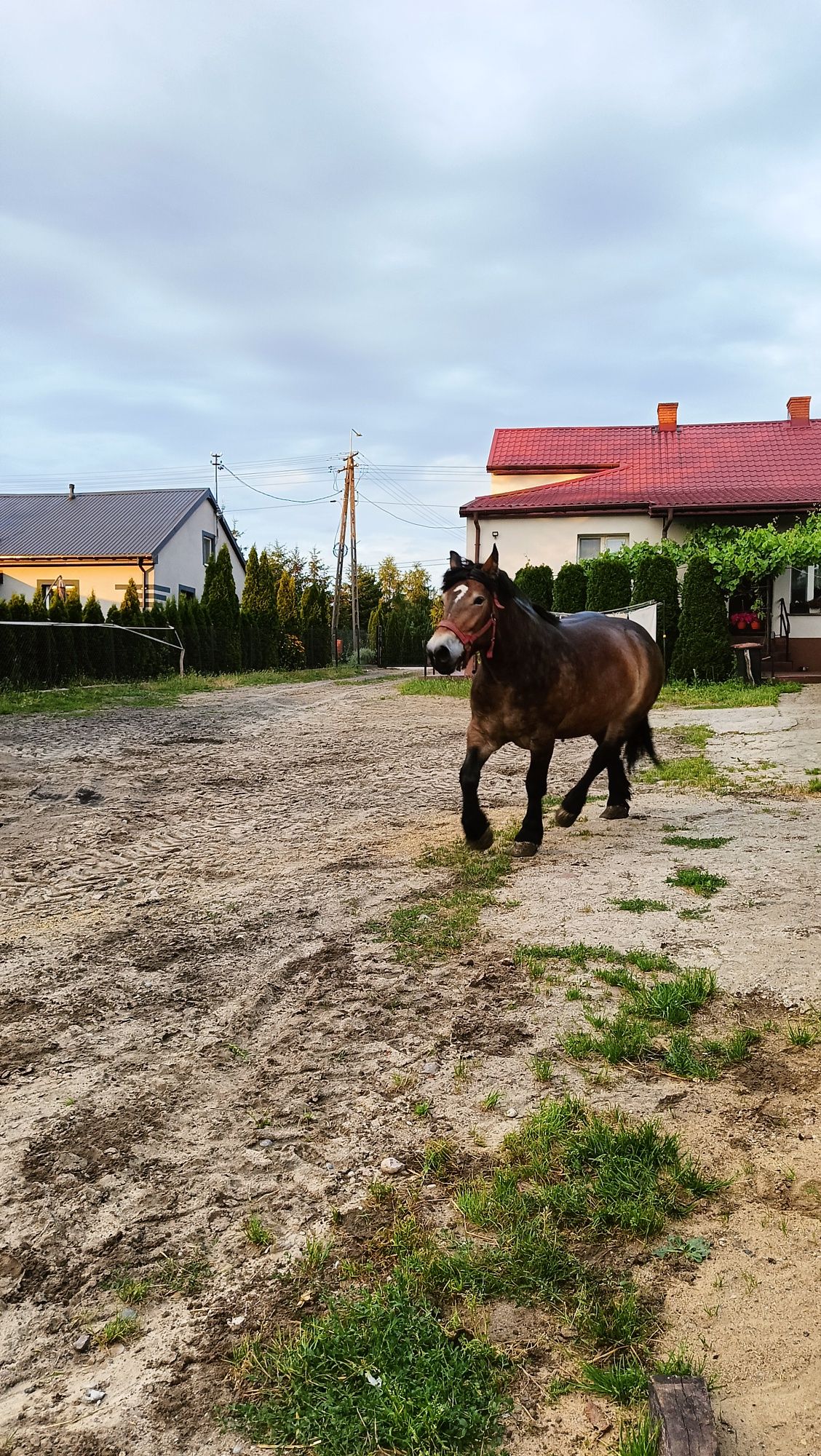 Klacz Zimnokrwista 3latka