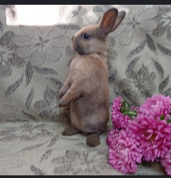 Кролики декоративні