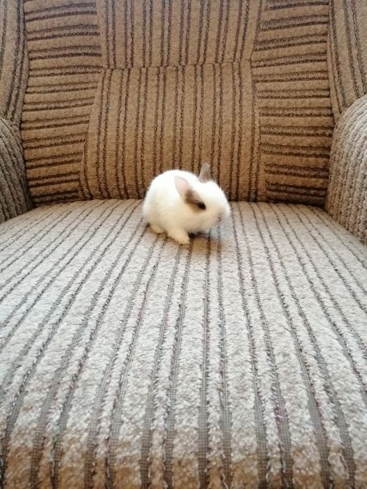 Króliczek karzełek Teddy, Lewek, gładki, Mini Lop