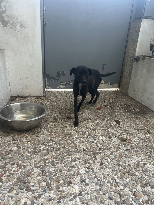 Cadela para adoptar