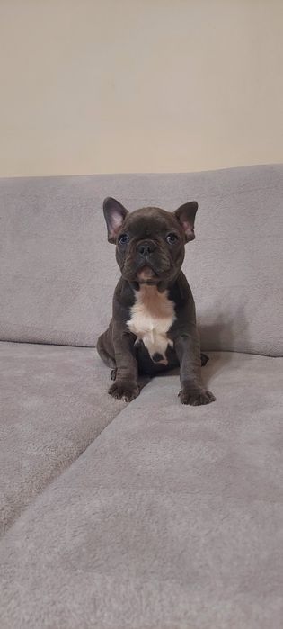 Buldog Francuski suczka niebieska COCO