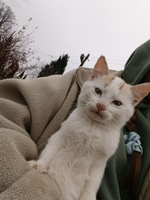 Котик 3 місяці шукає сім'ю