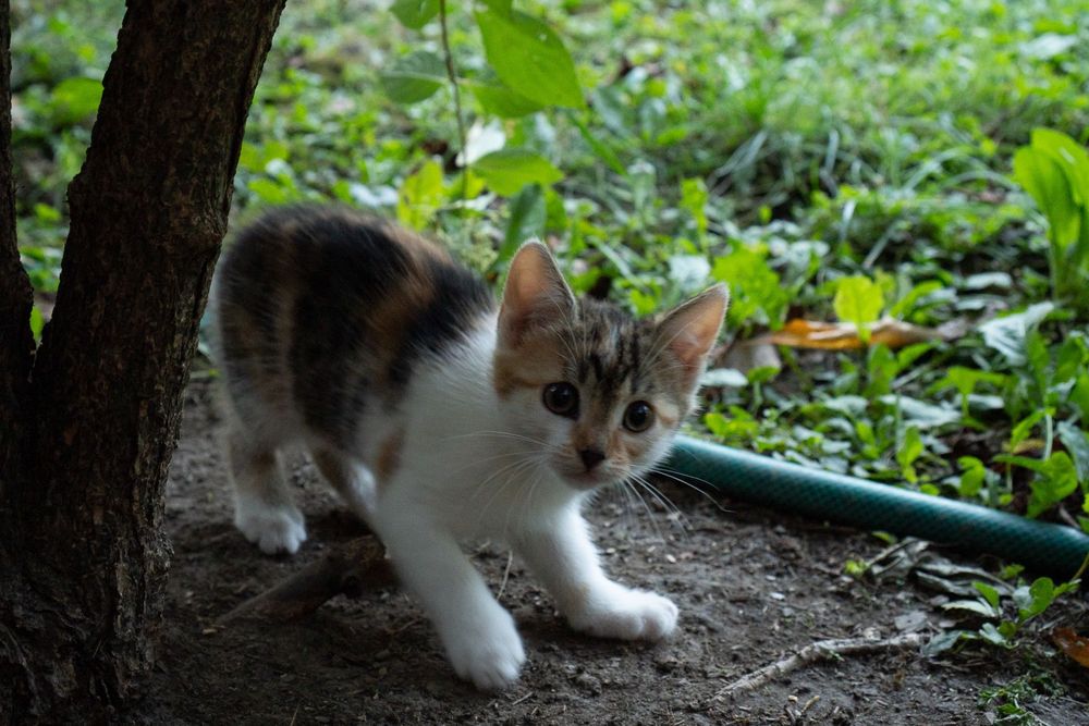 Oddam kotki w dobre ręce