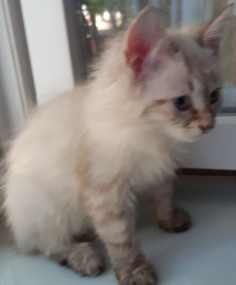 Срочно Котики ищут дом