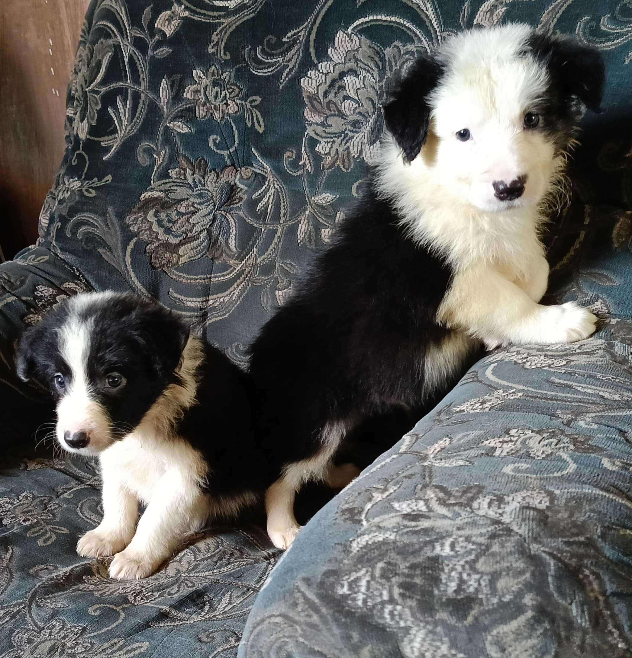 Samiec border collie