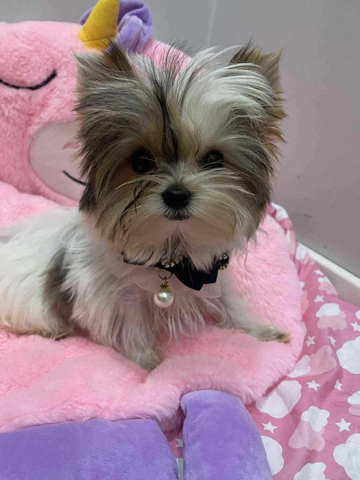 Yorkshire terrier miniaturka xxxs  suczka Majka paszport