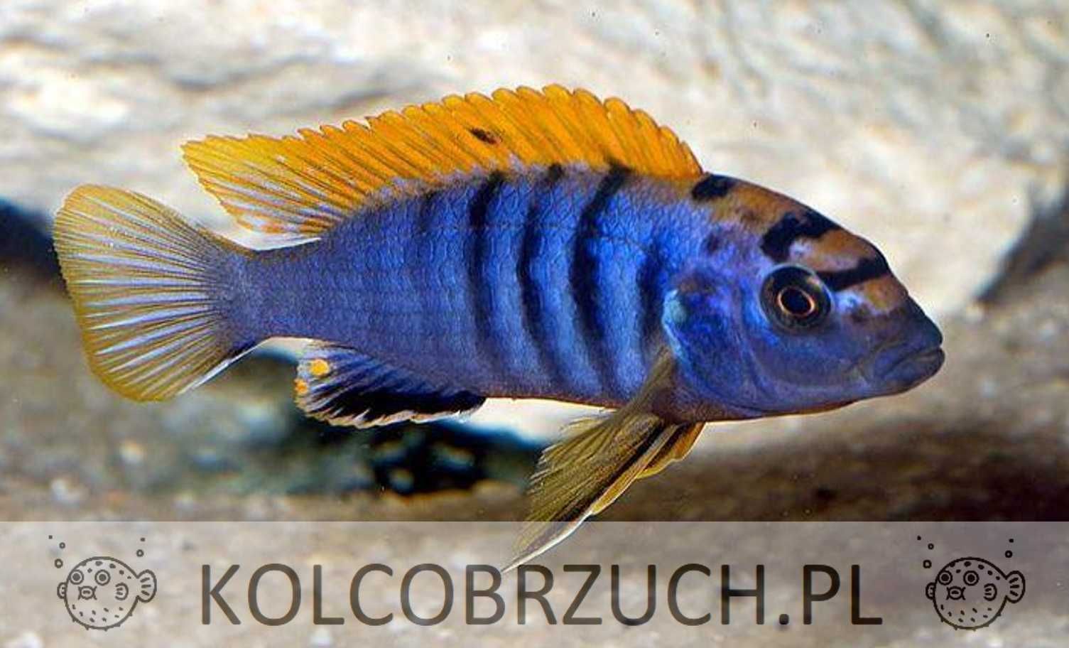 Labidochromis hongi - Pyszczak - dowozimy, wysyłamy