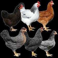 Kury Nioski Rosa Messa Dominant Sussex Leghorn ! ZAPRASZAM !