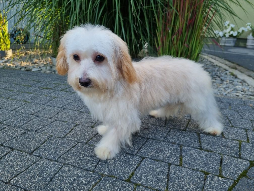Maltańczyk pudel toy PIESEK MALTIPOO