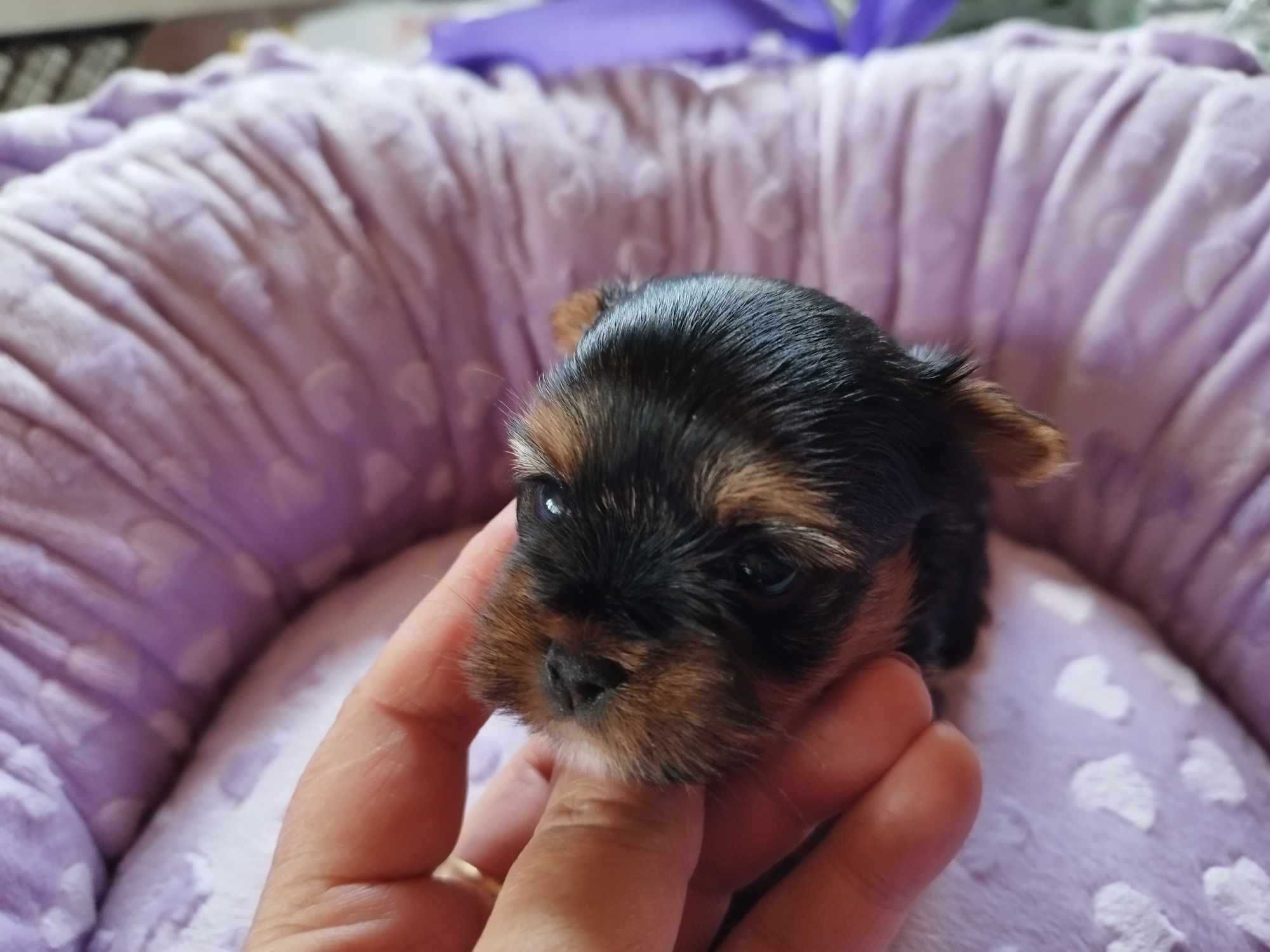 *** Yorkshire Terrier Śliczna Mini Dziewczynka Black Tan ***