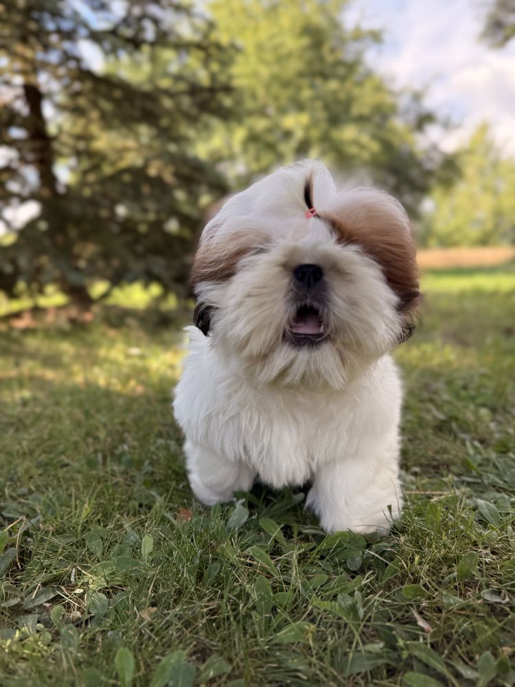 Shih tzu śliczny  chłopiec już do odbioru