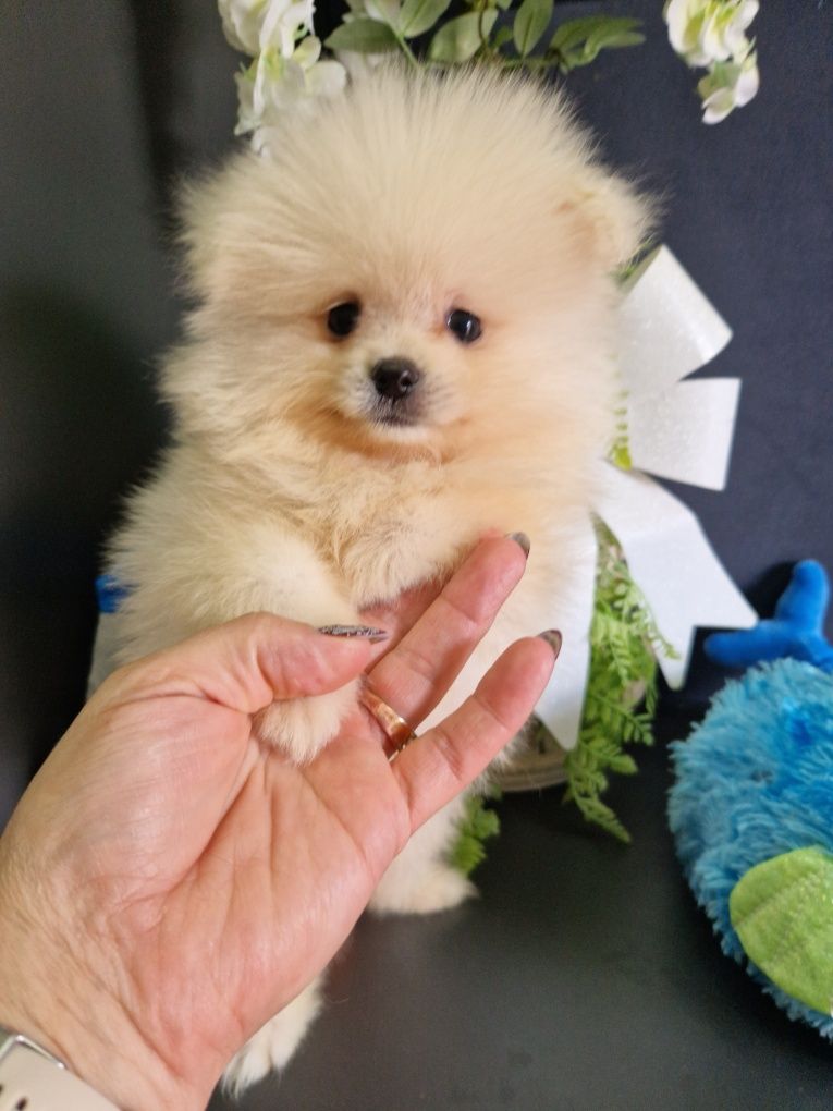 Szpic miniaturowy Pomeranian Boo 2xszczepienia wyprawka I leg