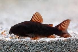 GB Kirys czarny Corydoras Aeneus „Black”