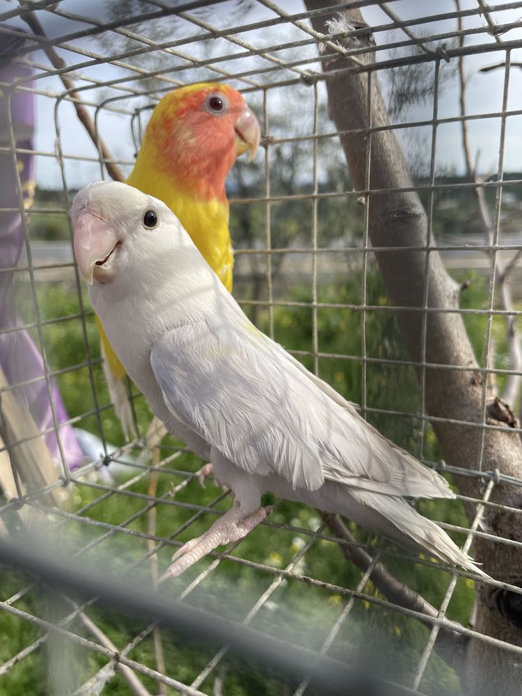 Agapornis Roseicollis