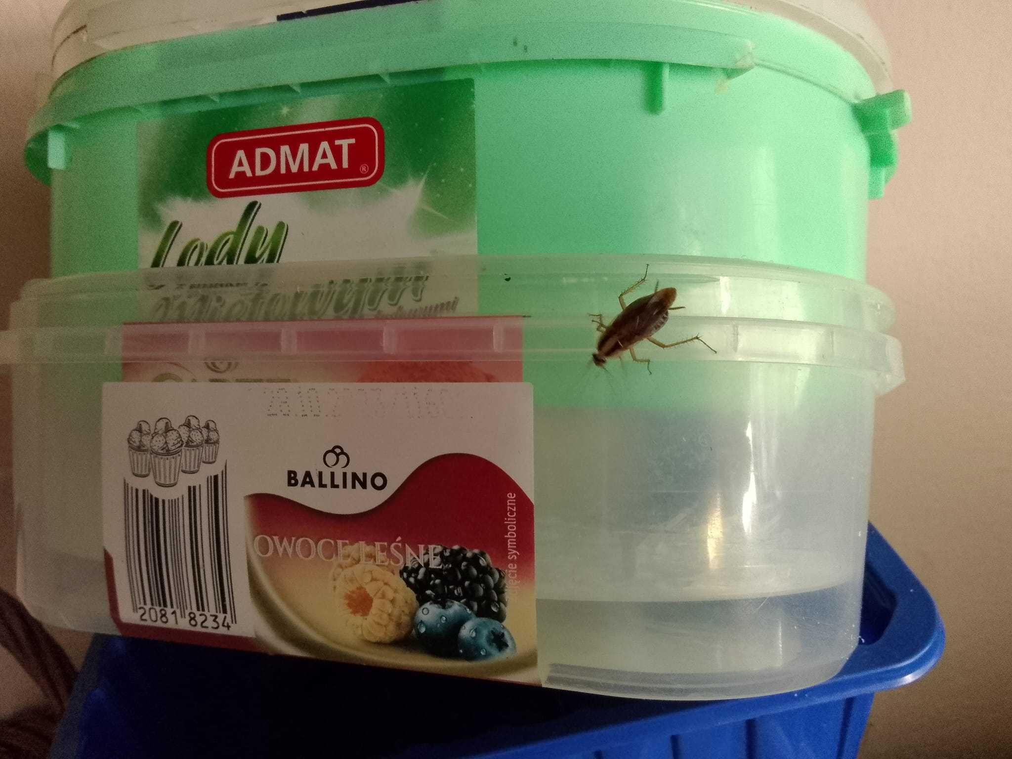Dezynfekcja Dezynsekcja Deratyzacja Ozonowanie ZZ insektoff