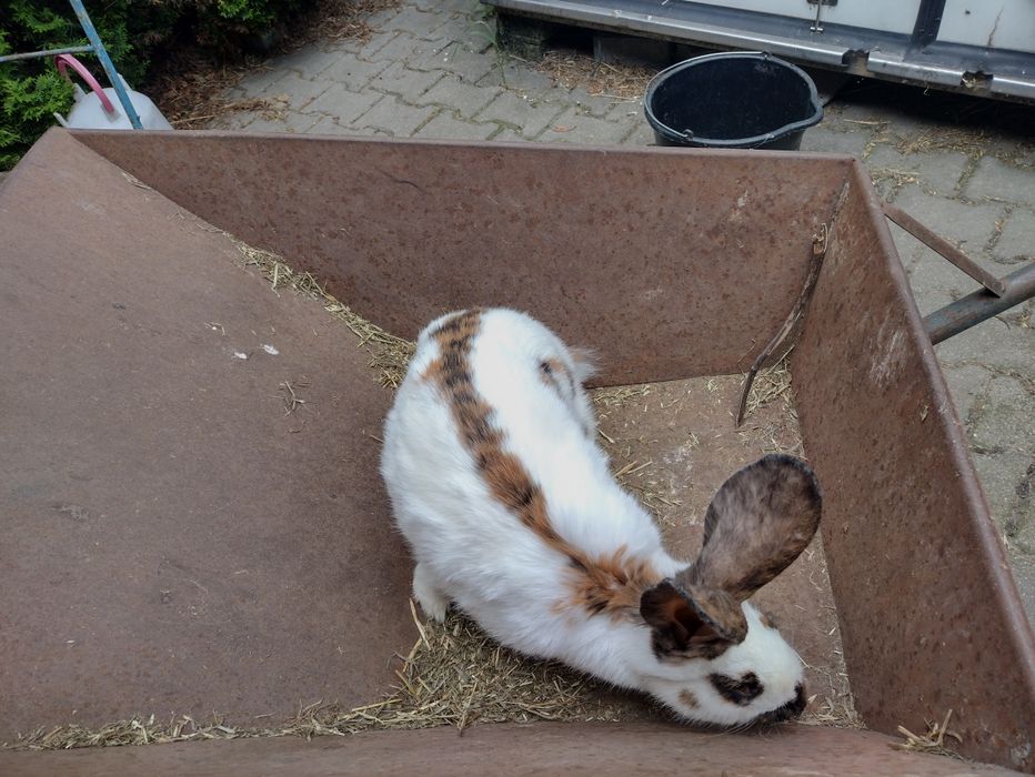 Piękna samica OST Olbrzymi Srokacz Trójbarwny