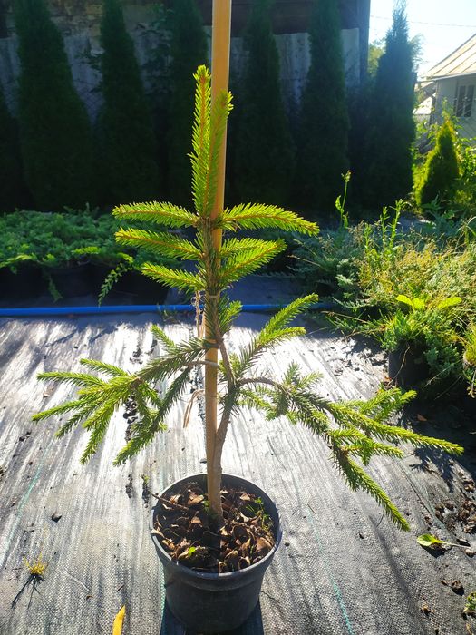 Ялина звичайна Inversa - щеплений сорт із звисаючими гілками - 650 грн