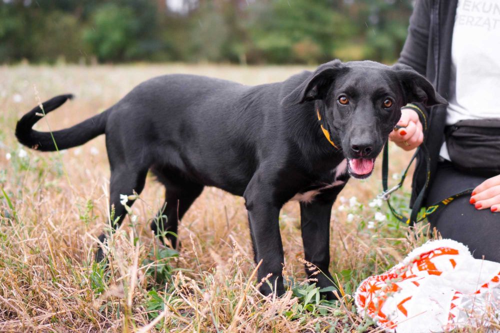 1,5 roczna Kamala szuka domu!