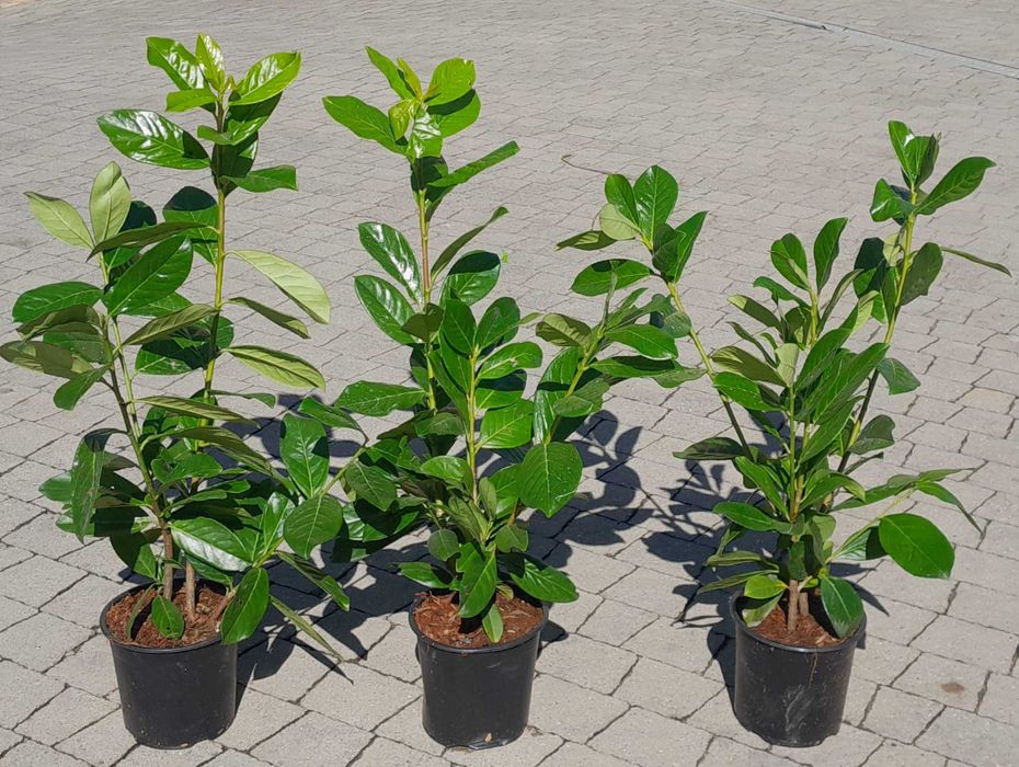 Laurowiśnia wschodnia! 200cm! Sadzimy! Novita Caucasica Rotundifolia!