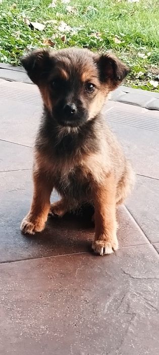 Urocza sunia szuka domu