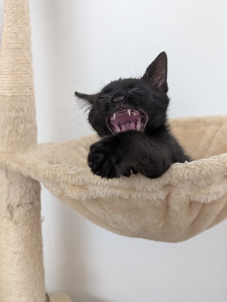 Mirtilo, o gatinho da sorte