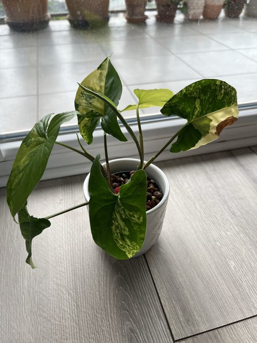 Syngonium Yellow Aurea Variegata cała roślina ukorzeniona rosnąca