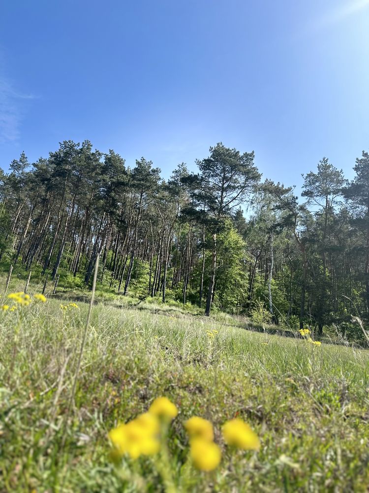 Działka budowlana pod lasem Kalina