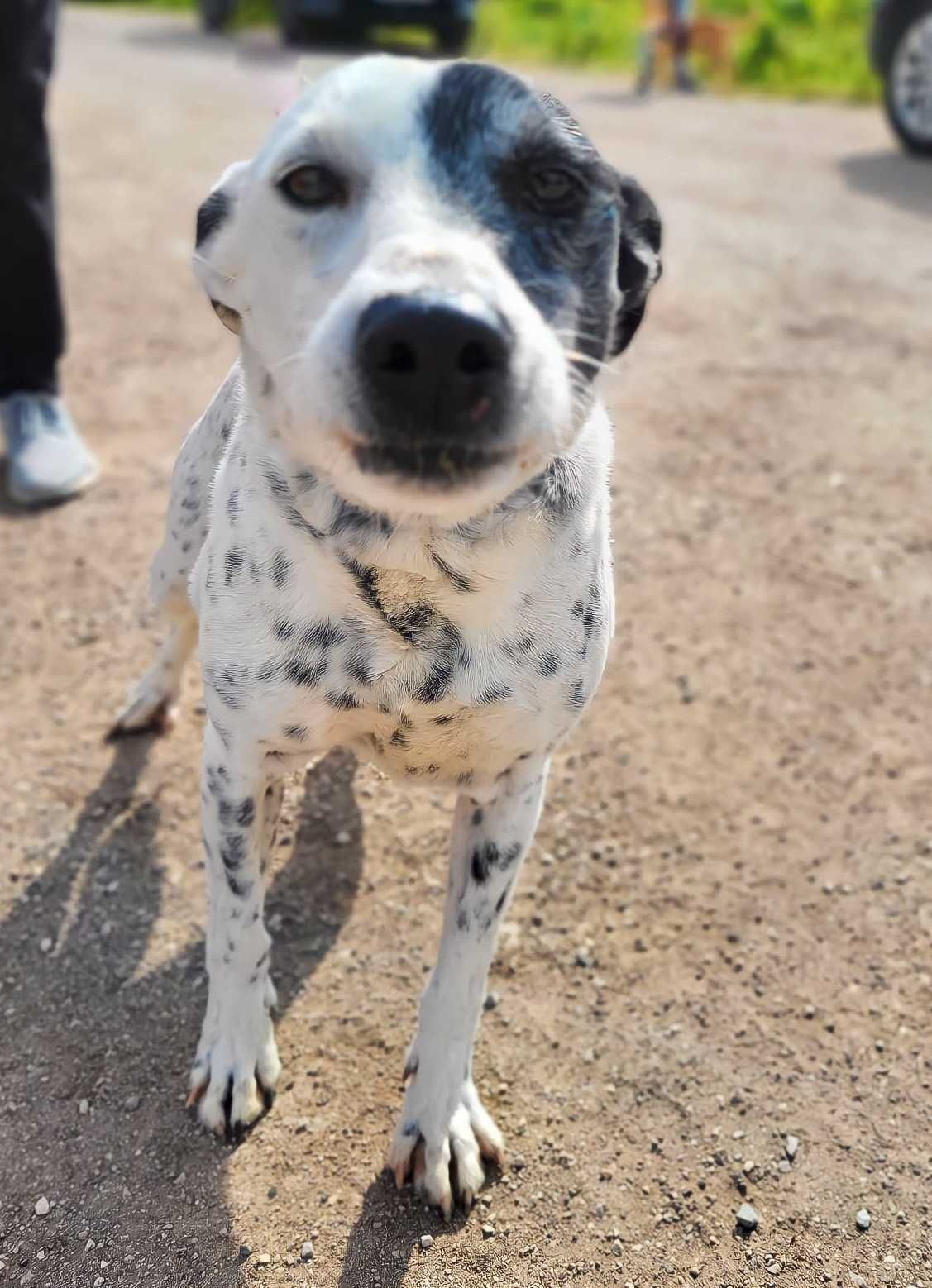 Snoopy - Cão porte médio para adoção