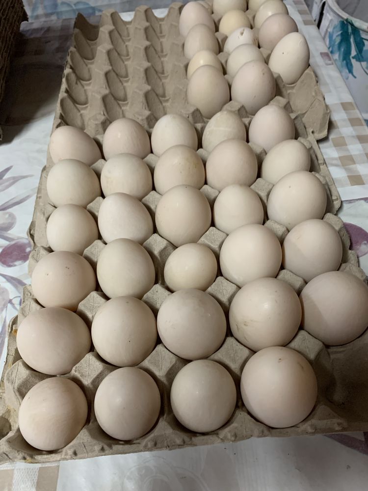 Ovos de pata caseiros 3.5 a duzia