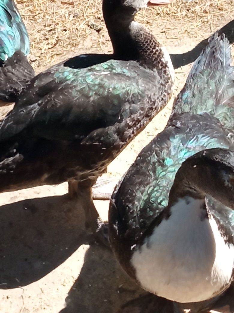 Patos mudos adultos