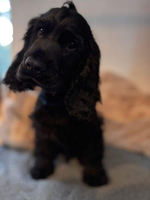 LOCZEK Cocker Spaniel Angielski